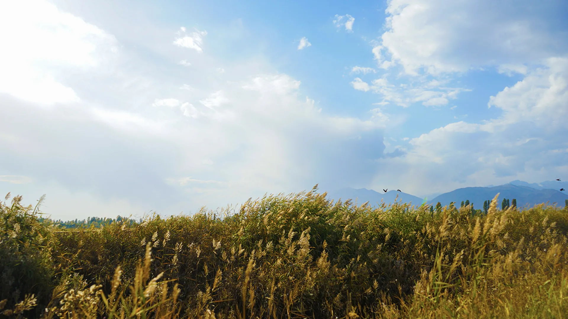 Field of grass under a blue sky