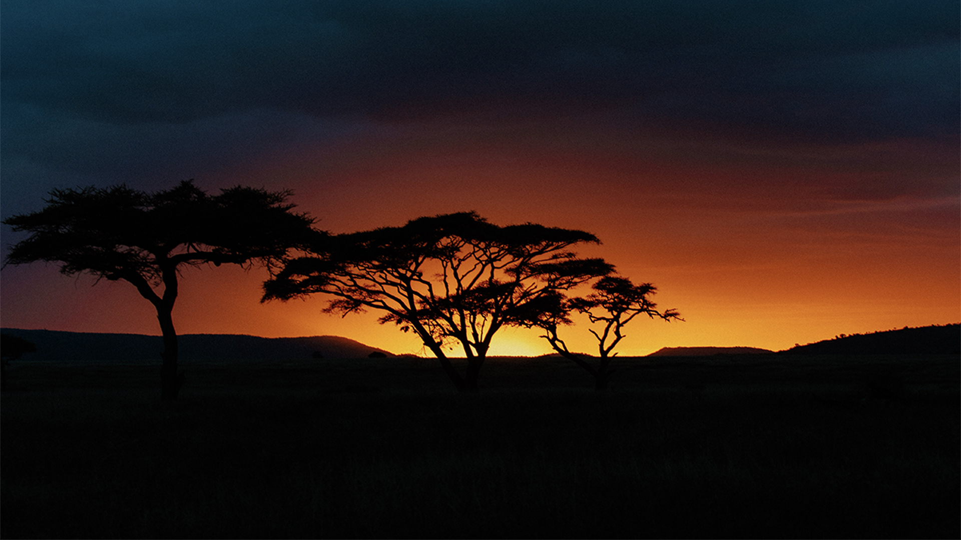 Silhouette of trees during sunset