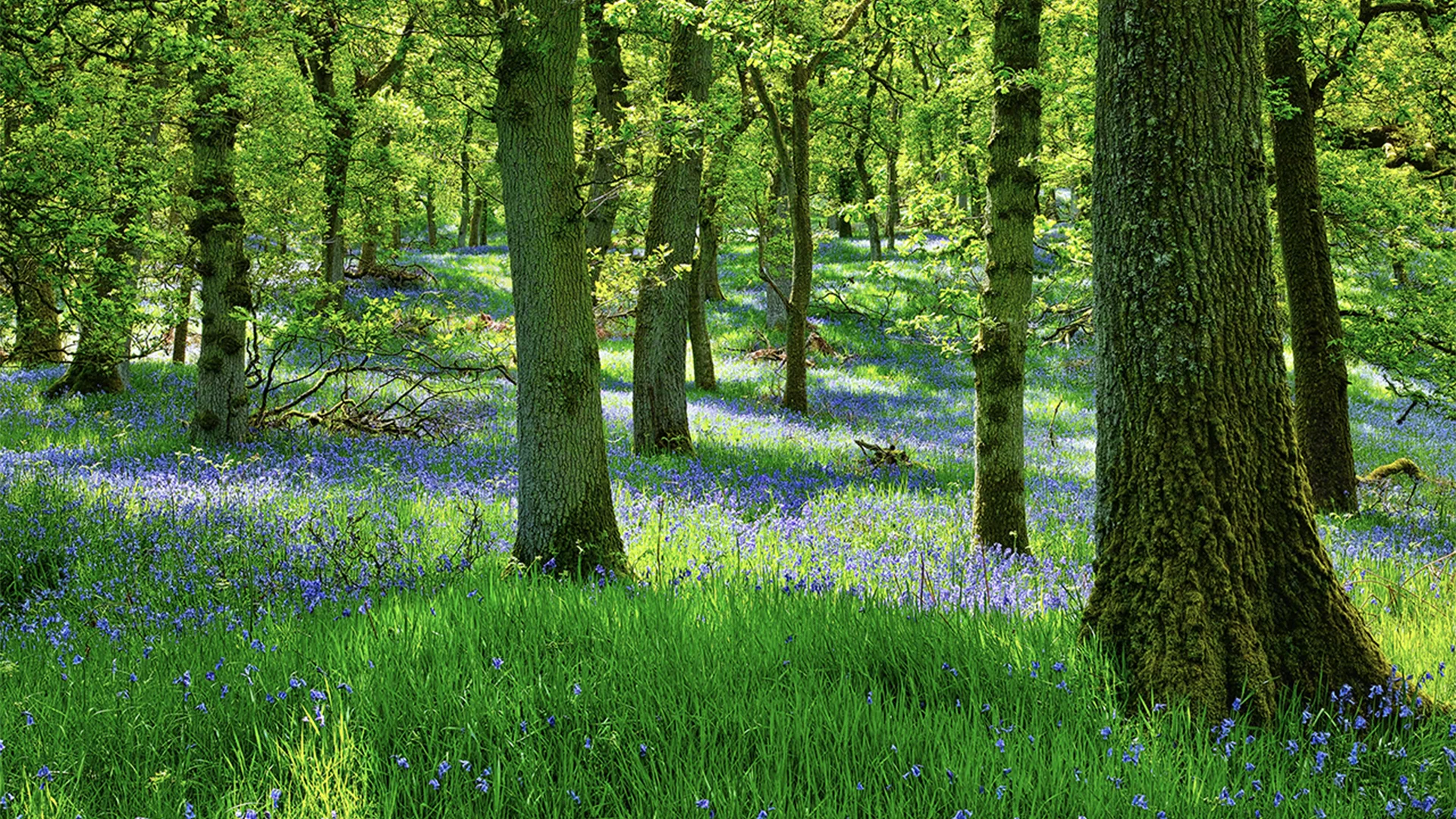 Bluebells in a forest