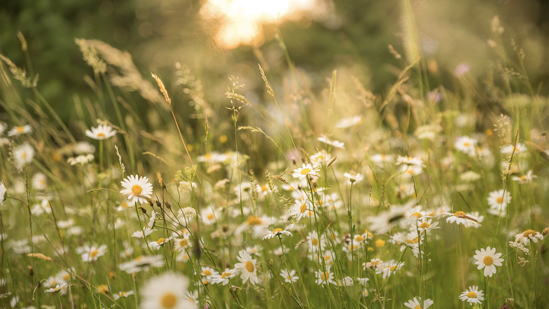 Daisies in the evening sun