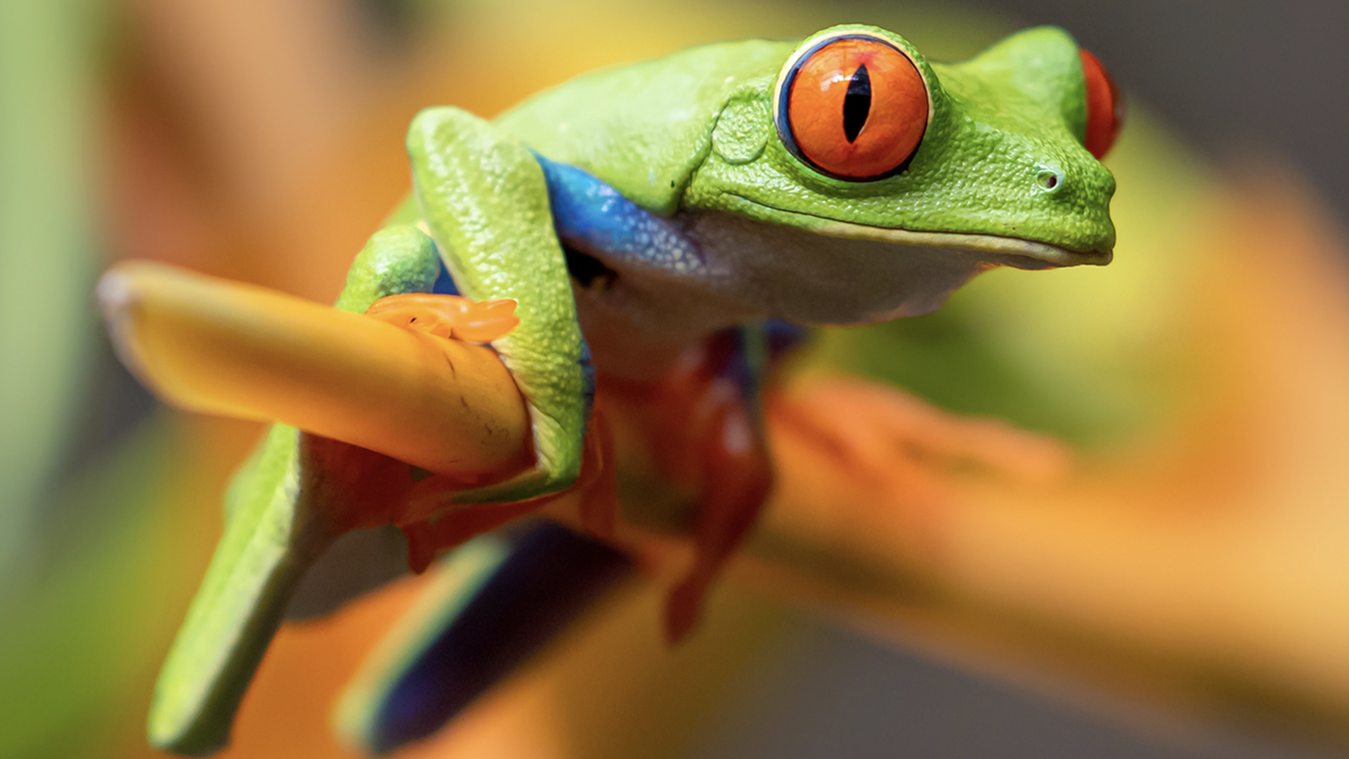 Green frog on a branch