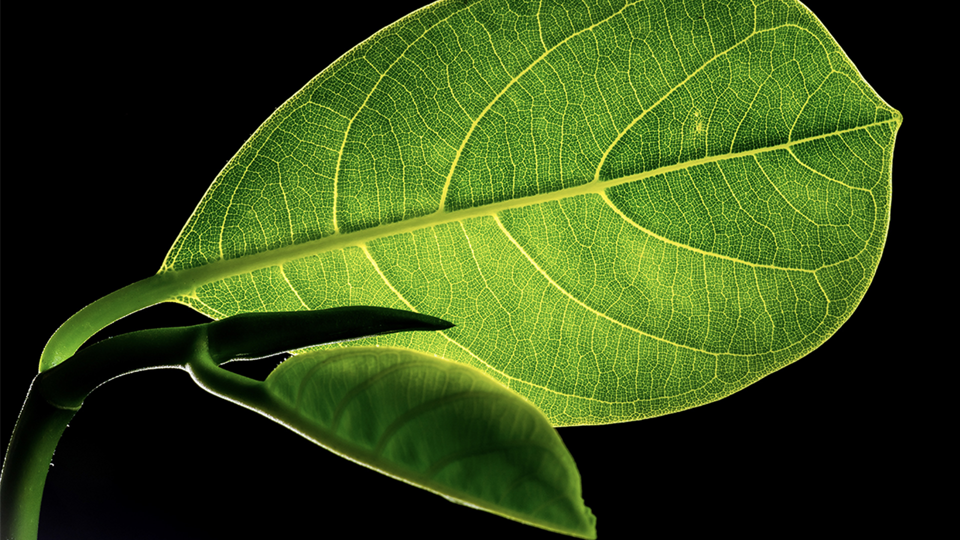 Close up of a green leaf