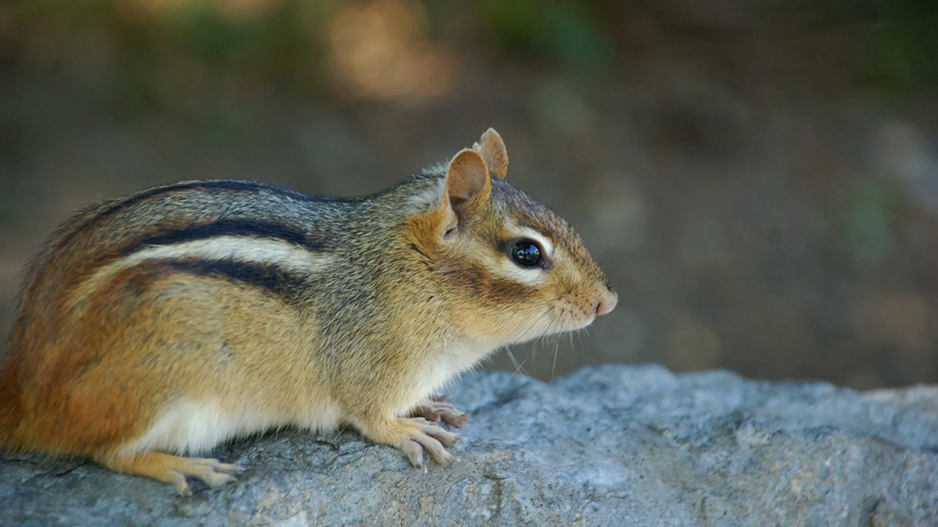 Chipmunk on a wall