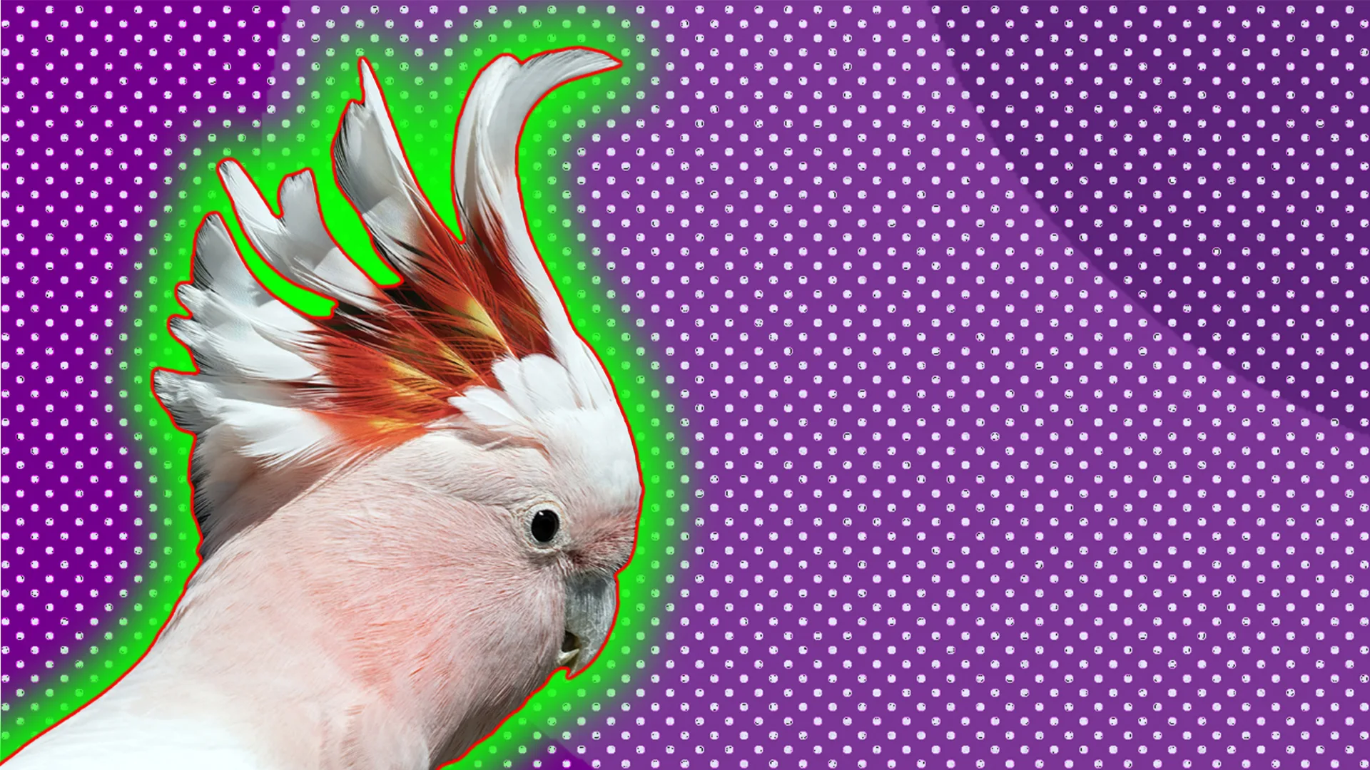 A preening cockatoo with a polkadot background and a glow around the image