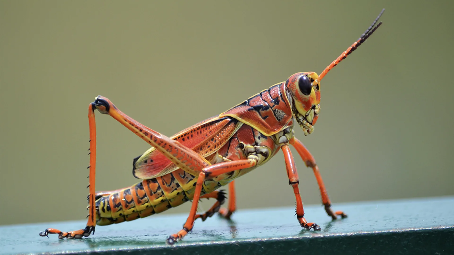 Large red grasshopper