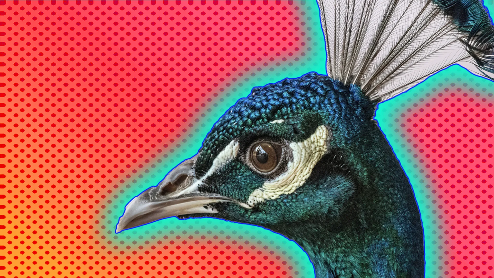 A peacock's head outlined in a turquoise halo effect on a orange dotted background