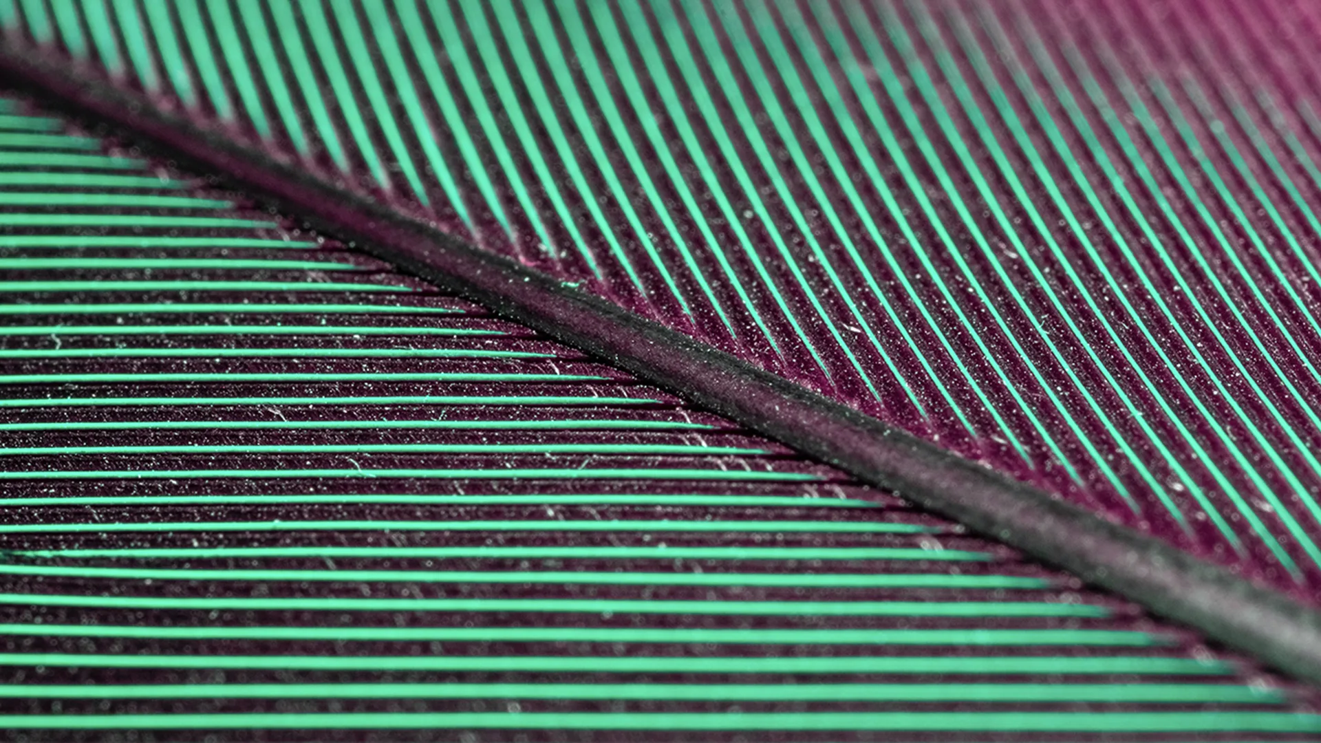 Green and pink scale / leaf looking object