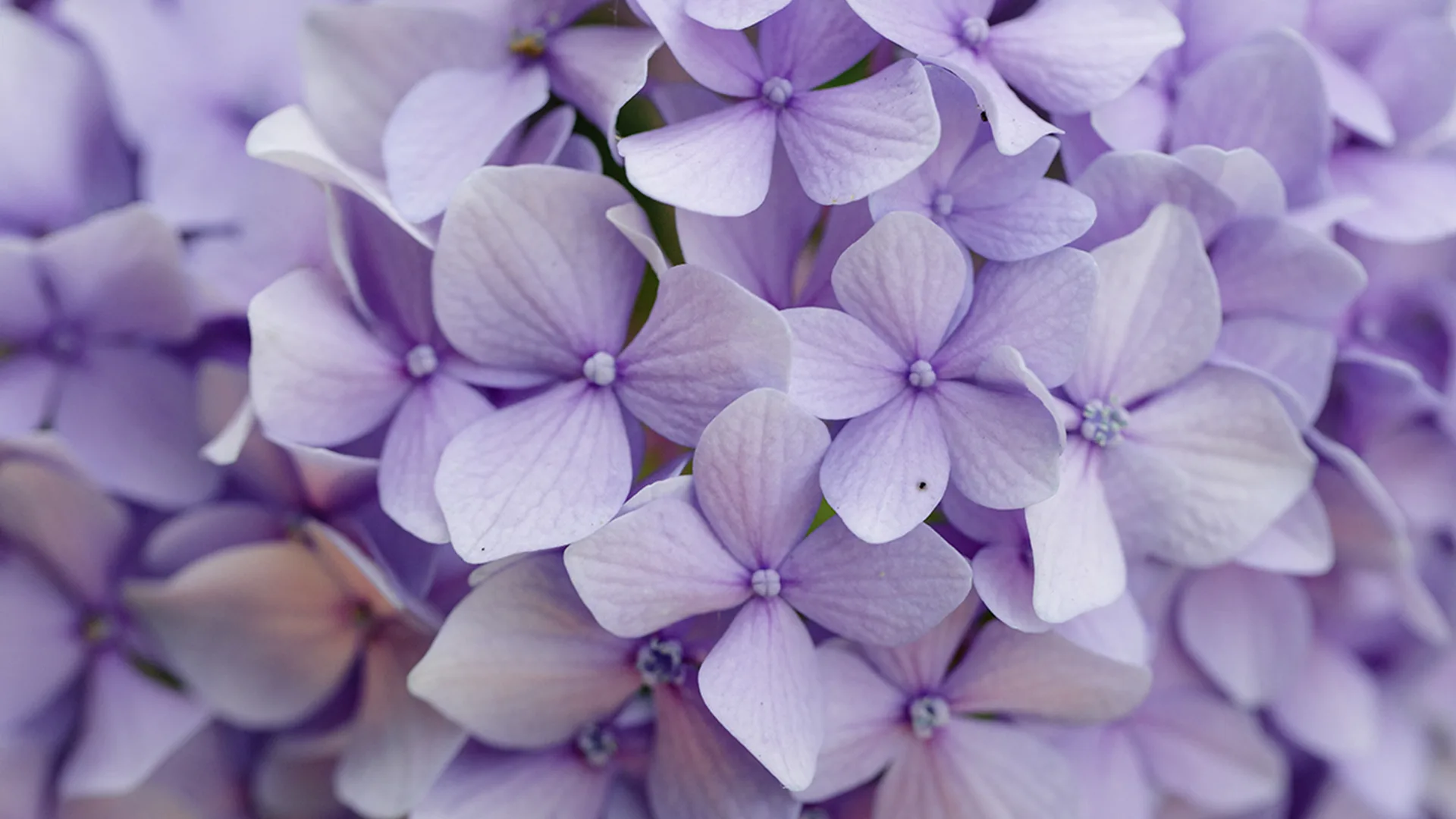 Lilac purple flowers clustered together