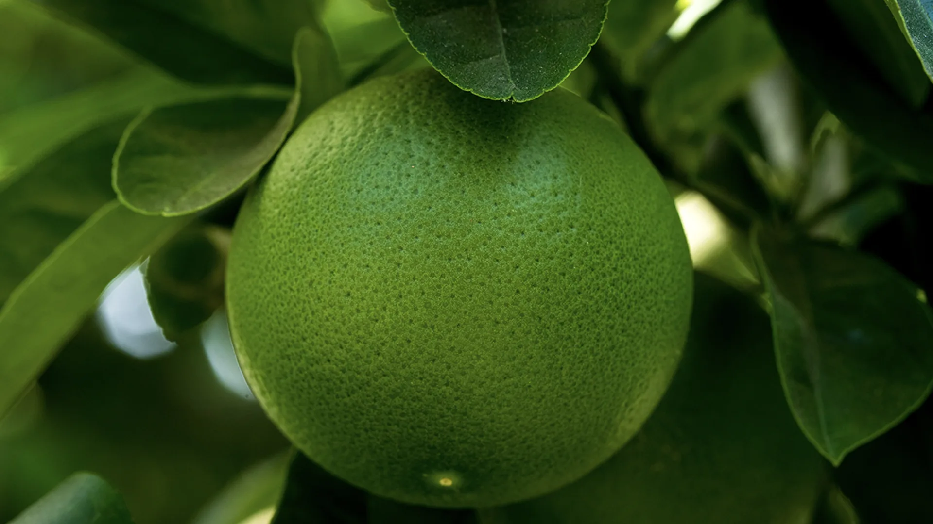 A bright lime on a tree