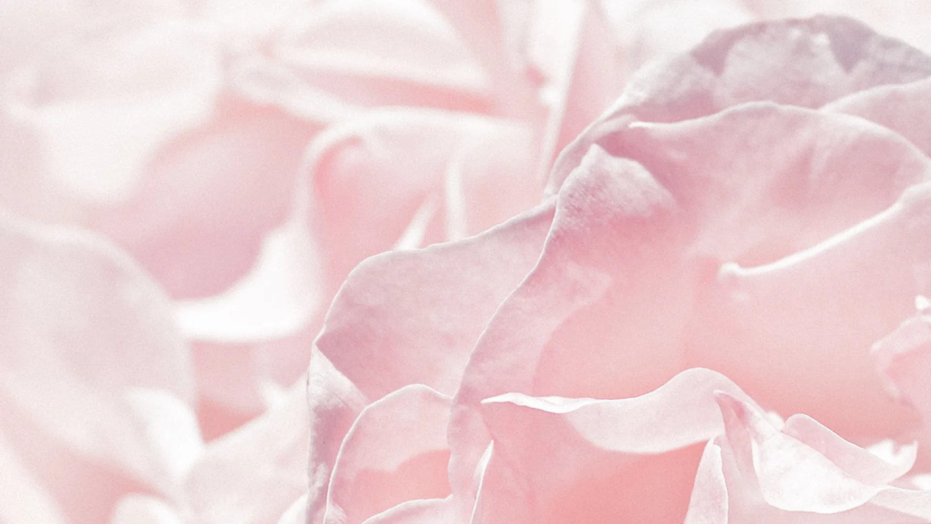 A close up of many baby pink petals