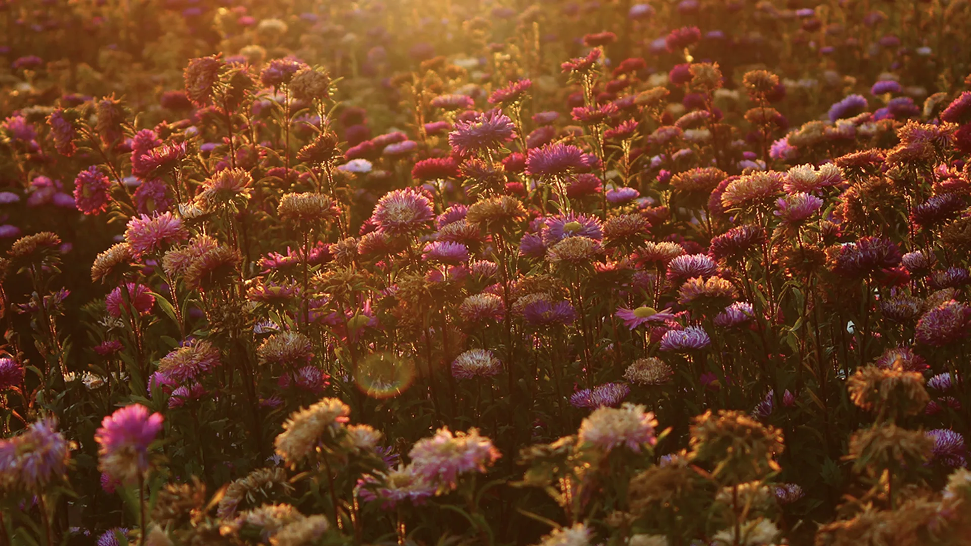 A field of flowers