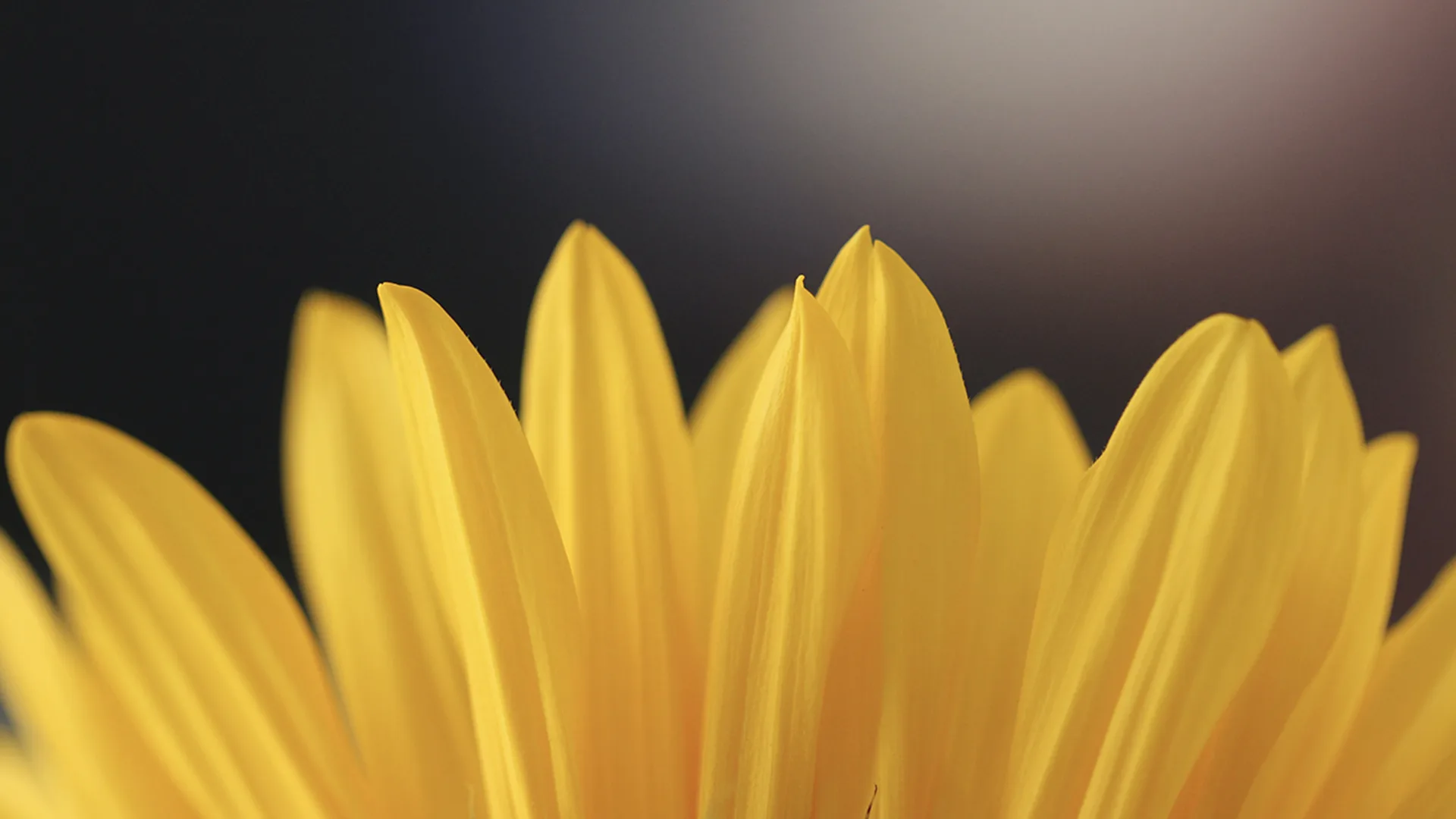 The top of a sunflower