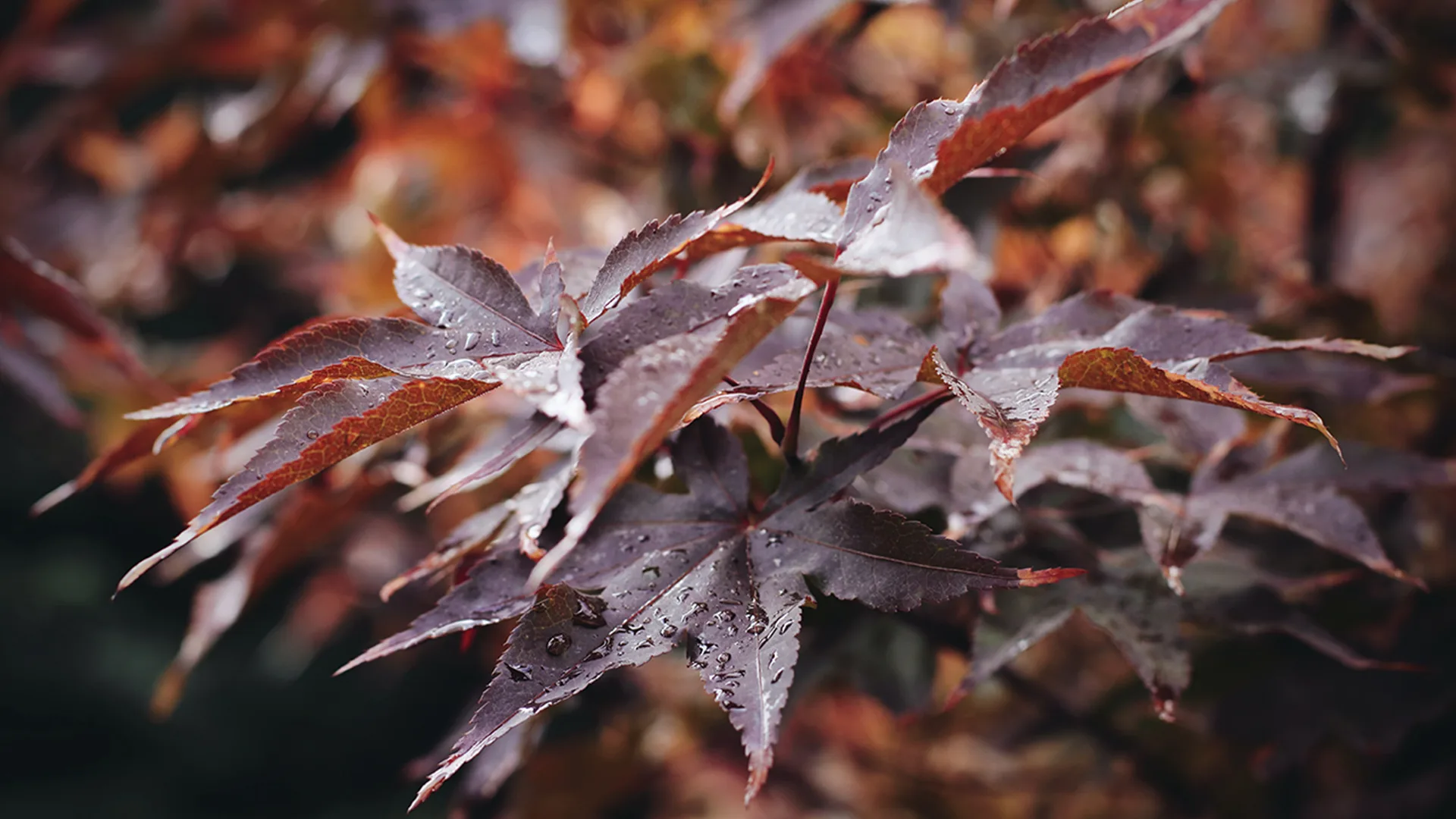 Dark red leaves