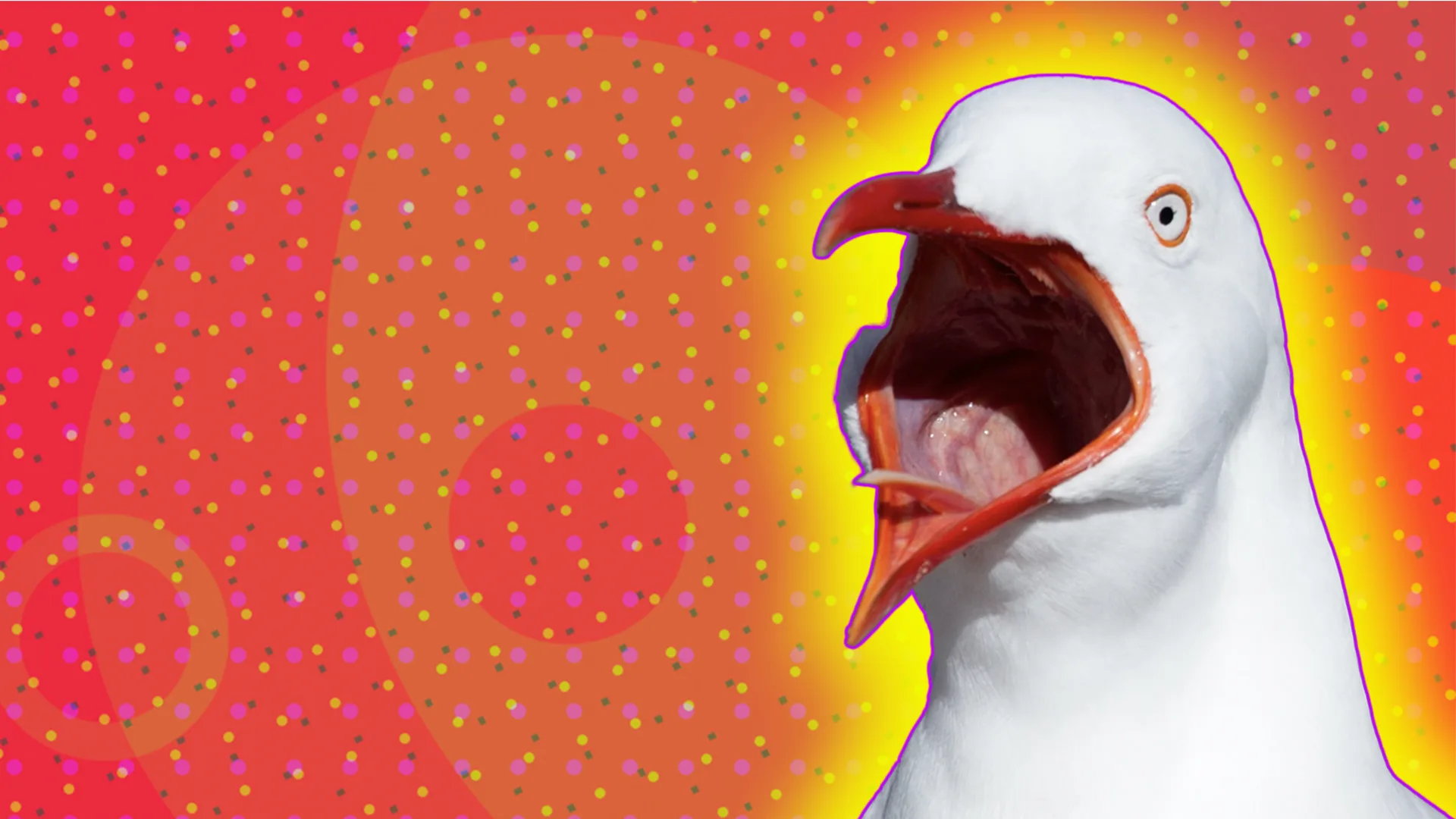 wildlife photography of white bird on a red and orange background. The bird has a yellow glow around it.