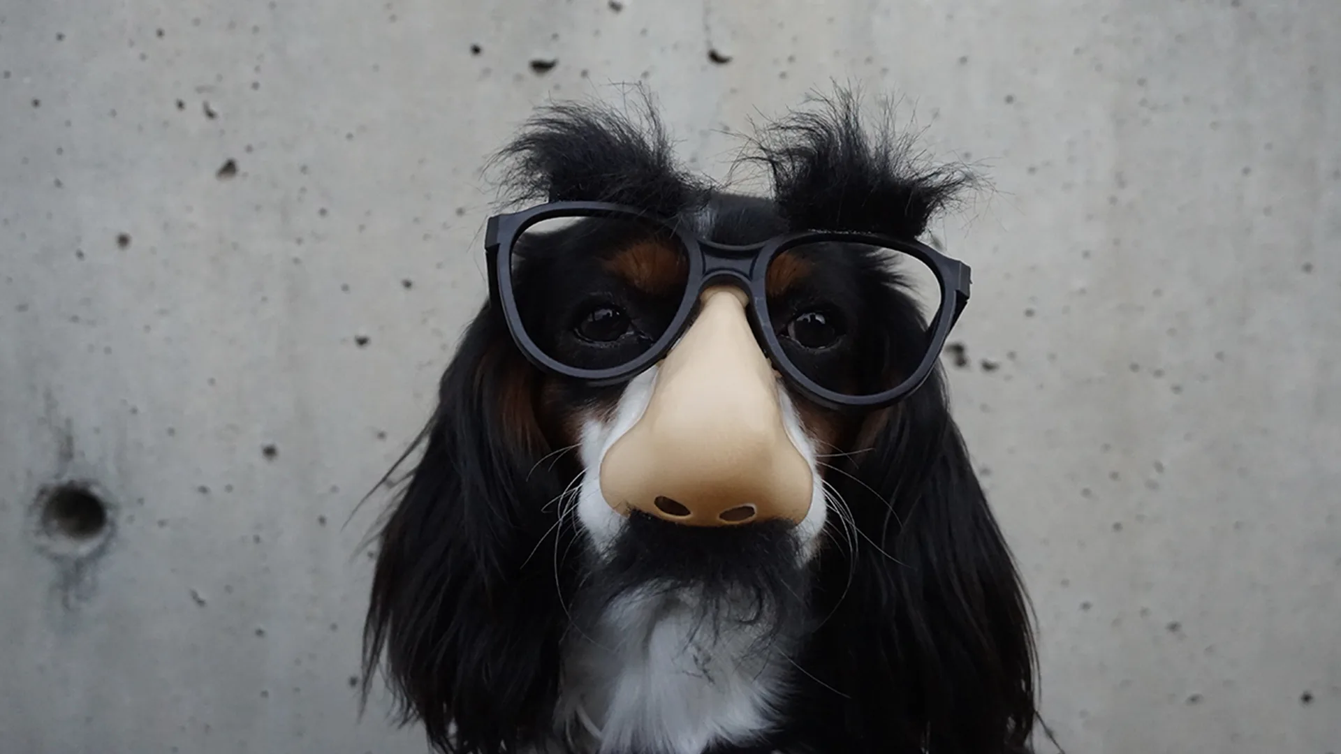 A dog with glasses and a fake nose on their face