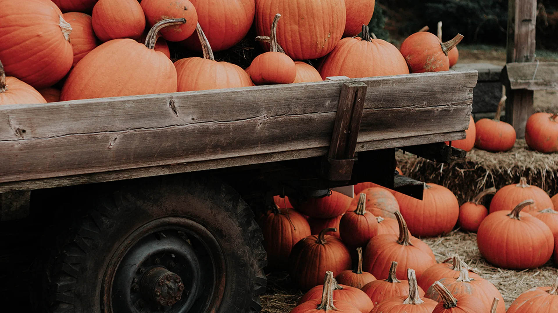 Lots of pumpkins on trailer and ground. 