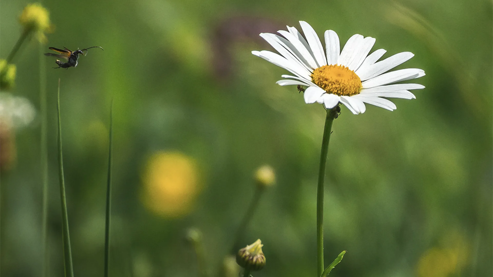 Daisy flowers with bee hovering over