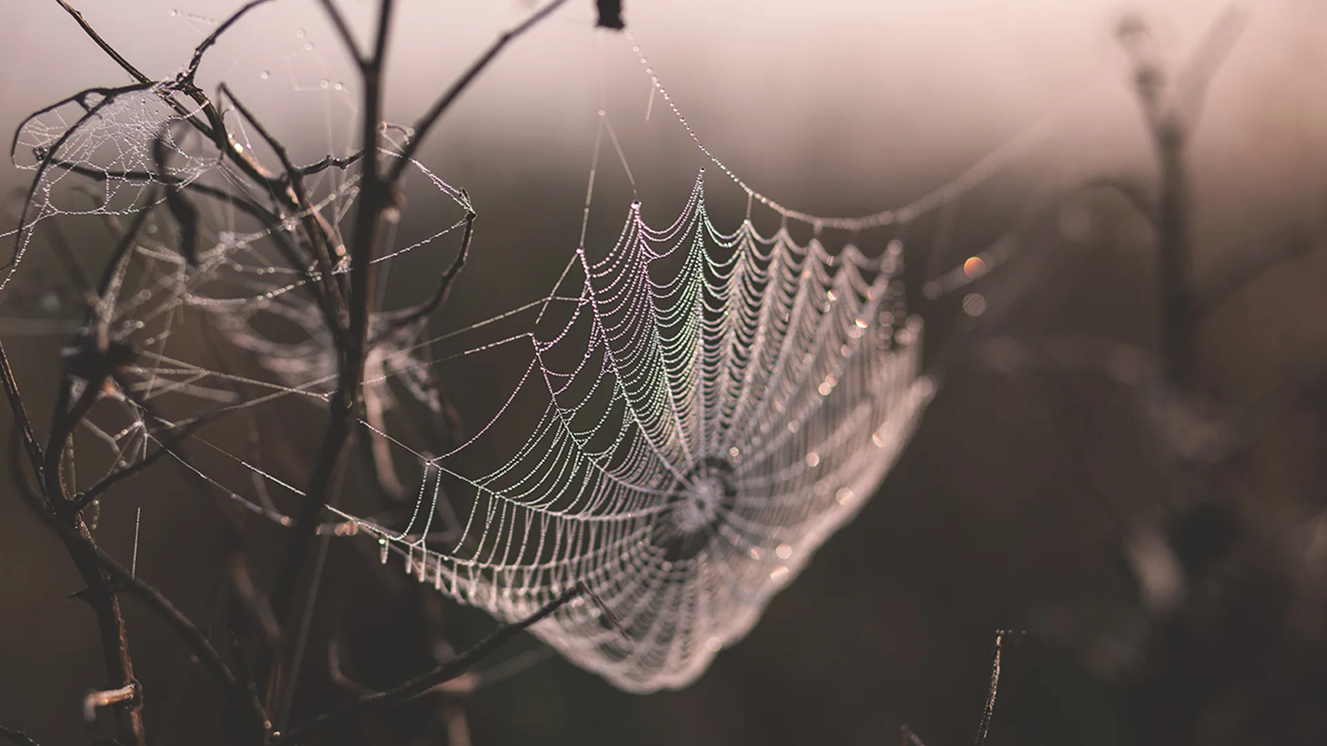Spiderweb