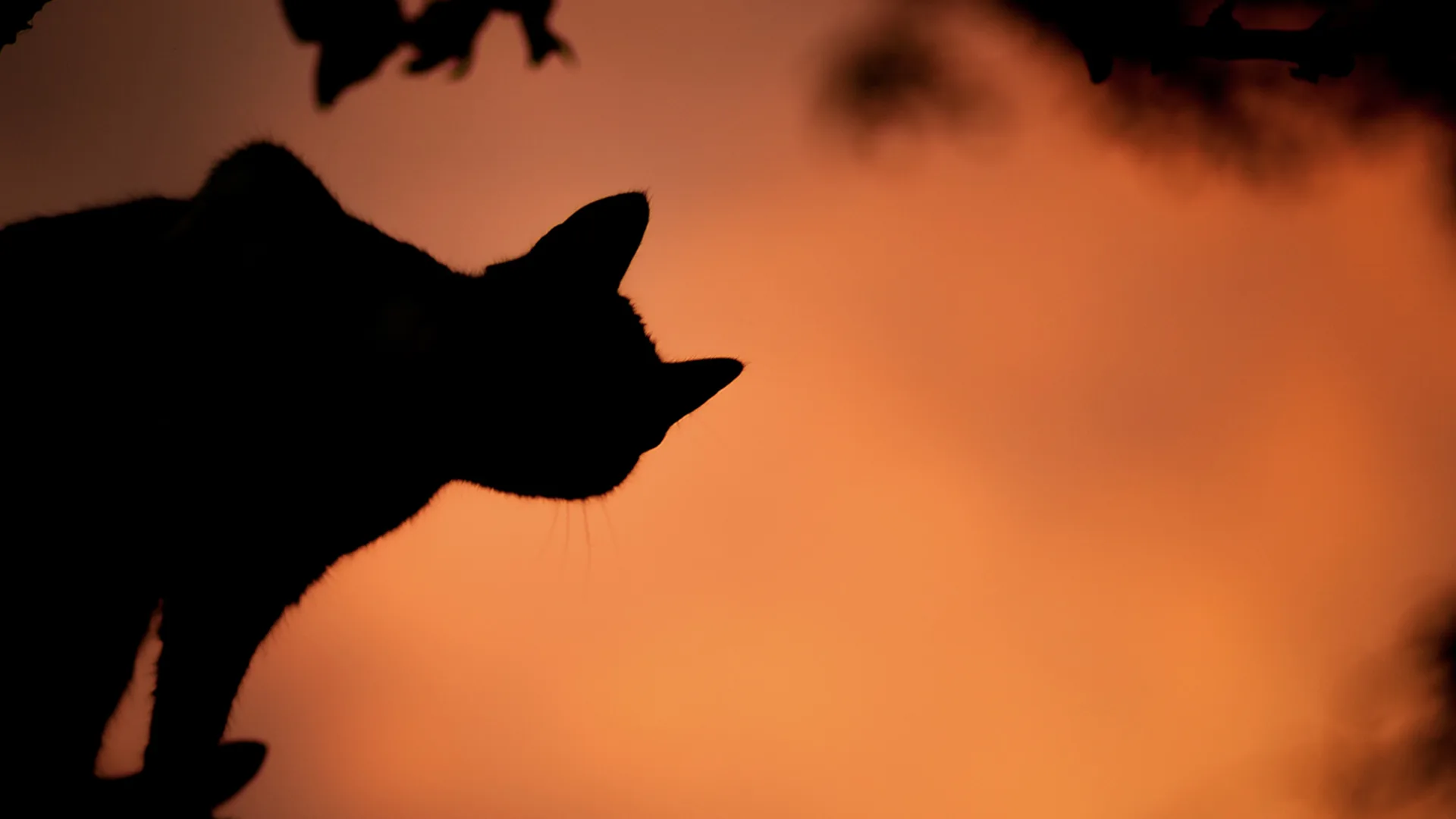 Silouette of a cat in front of orange light