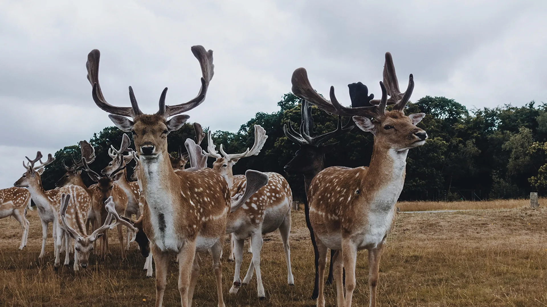 Group of reindeer standing in grassy field.
