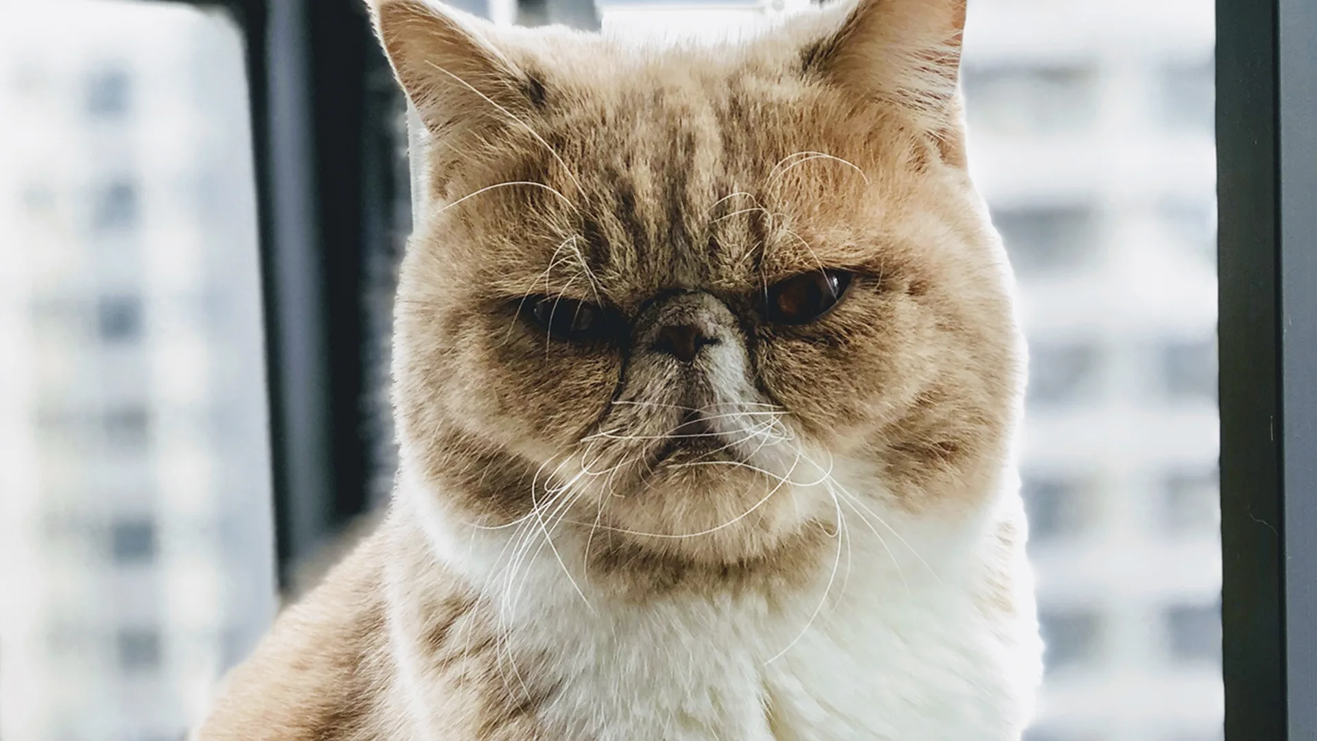 grumpy brown and white cat sitting by window