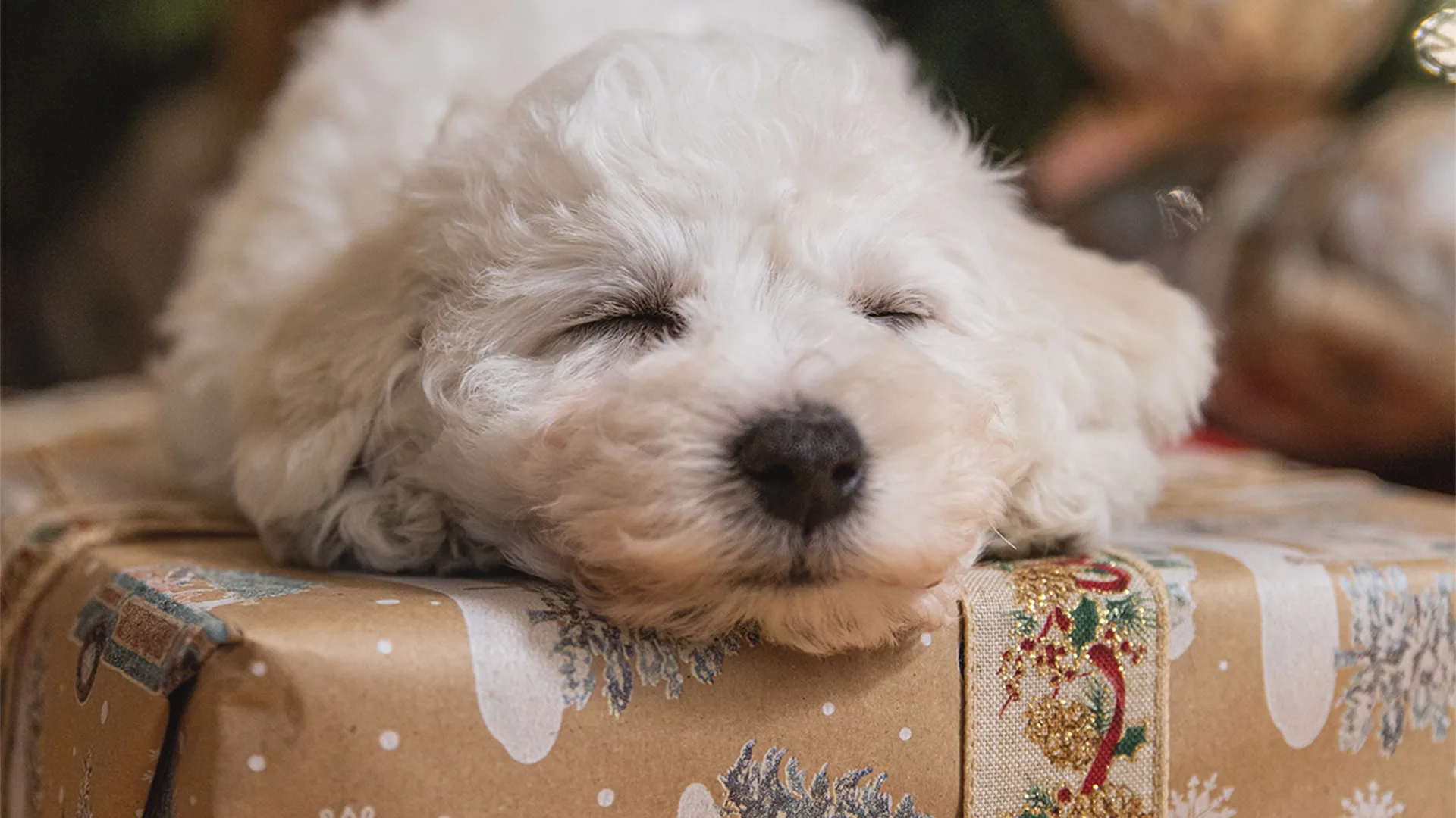 Fluffy dog on present