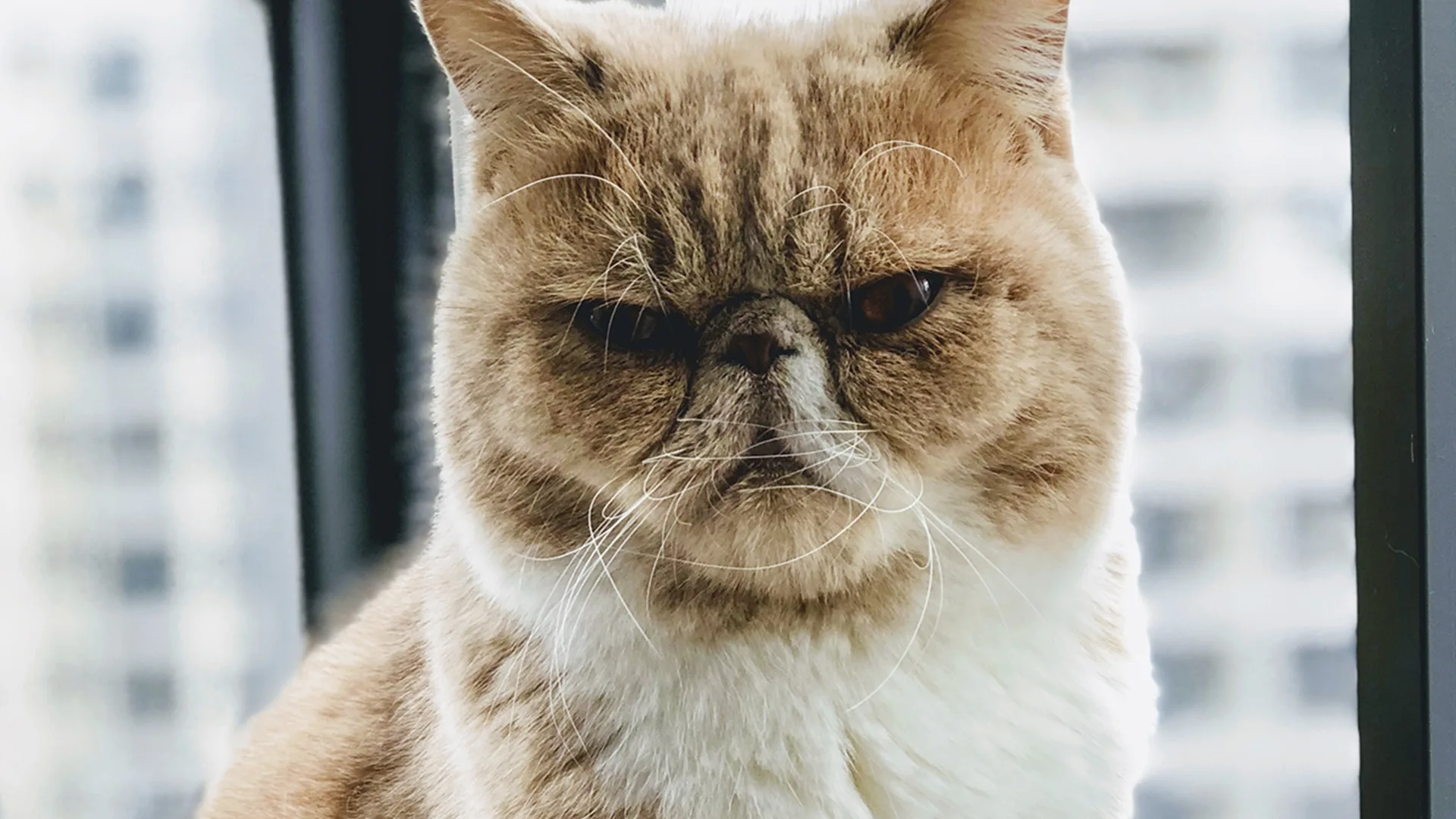 Grumpy cat