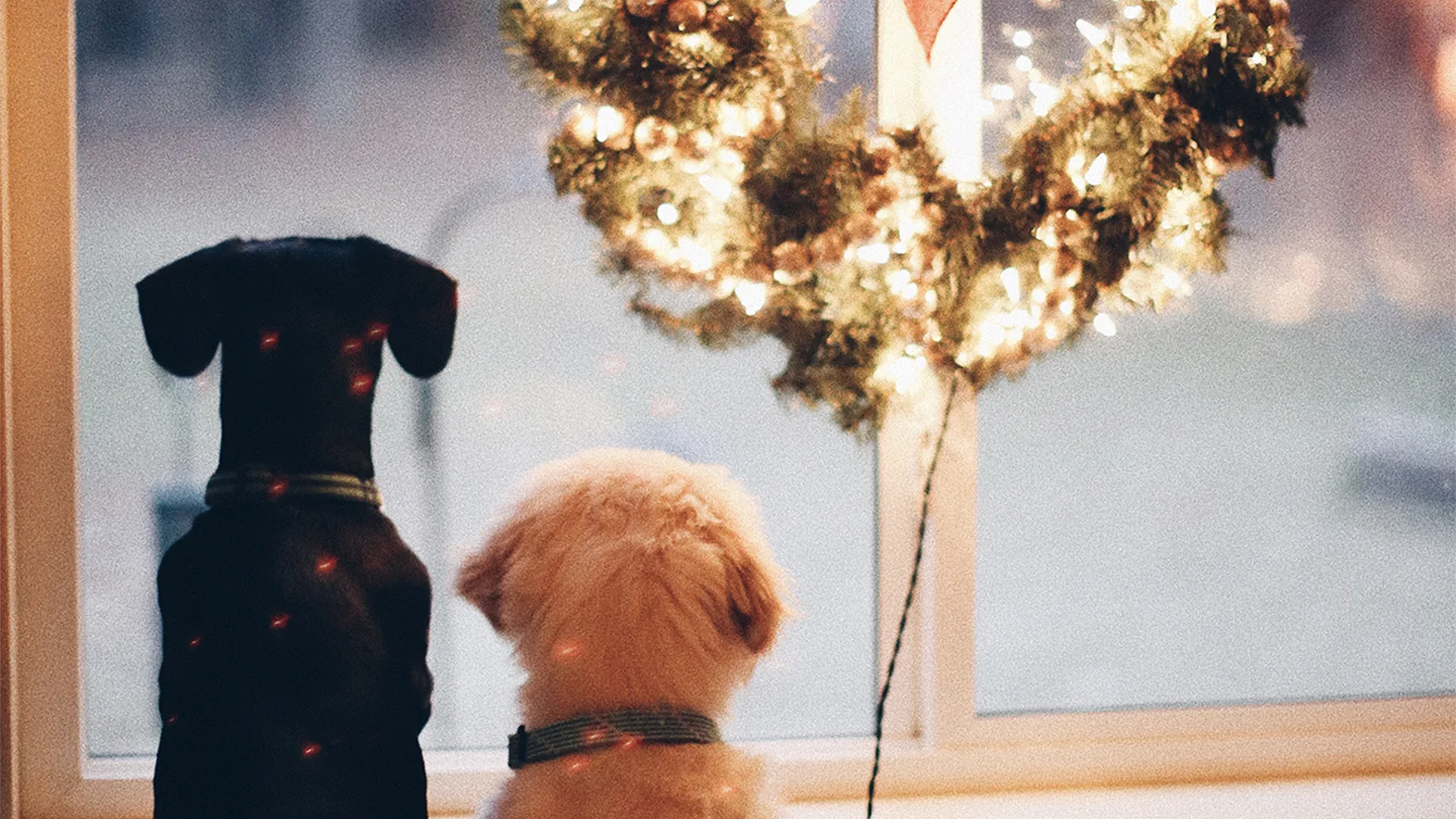 Two dogs at window looking out