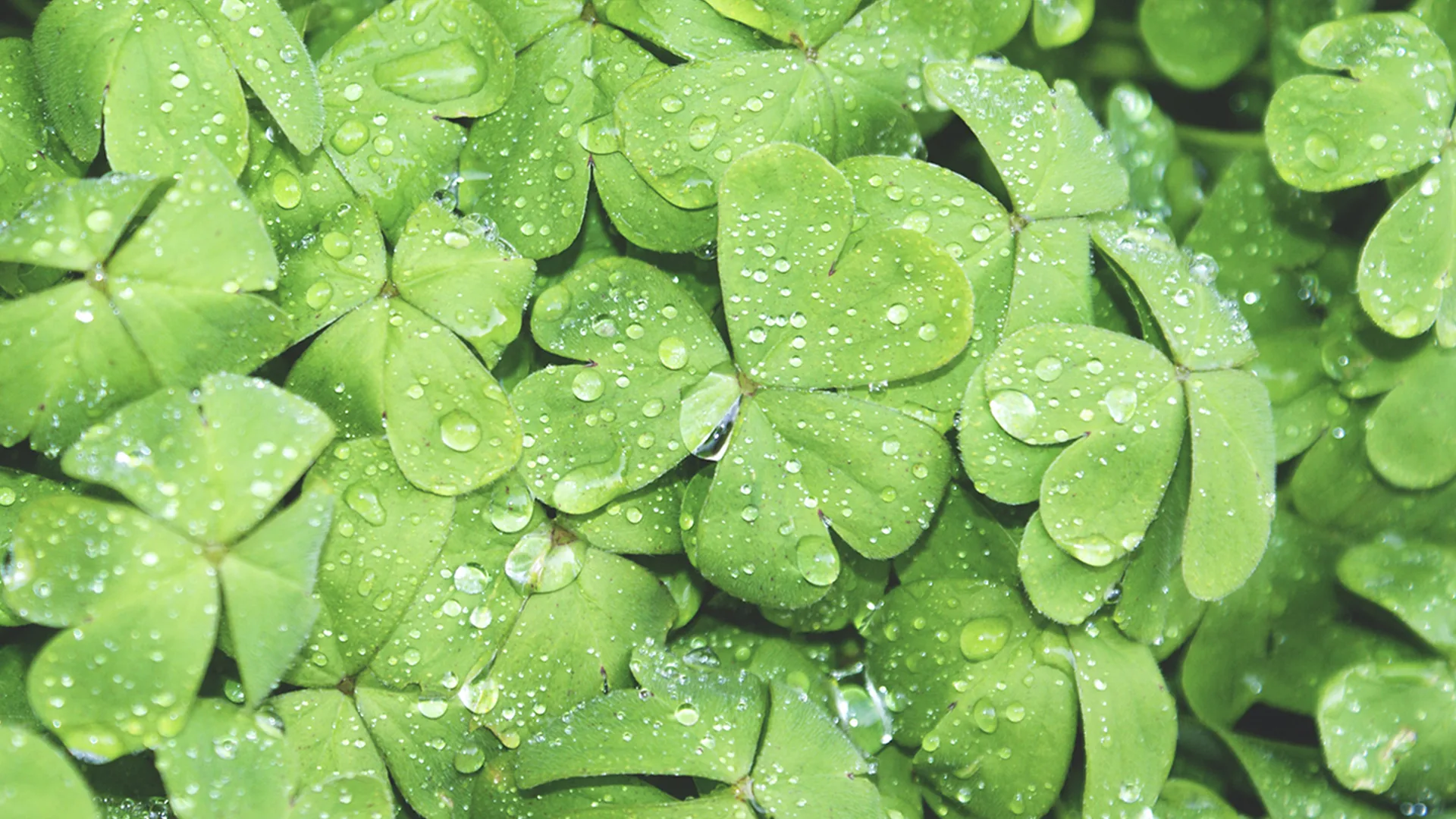 Clovers