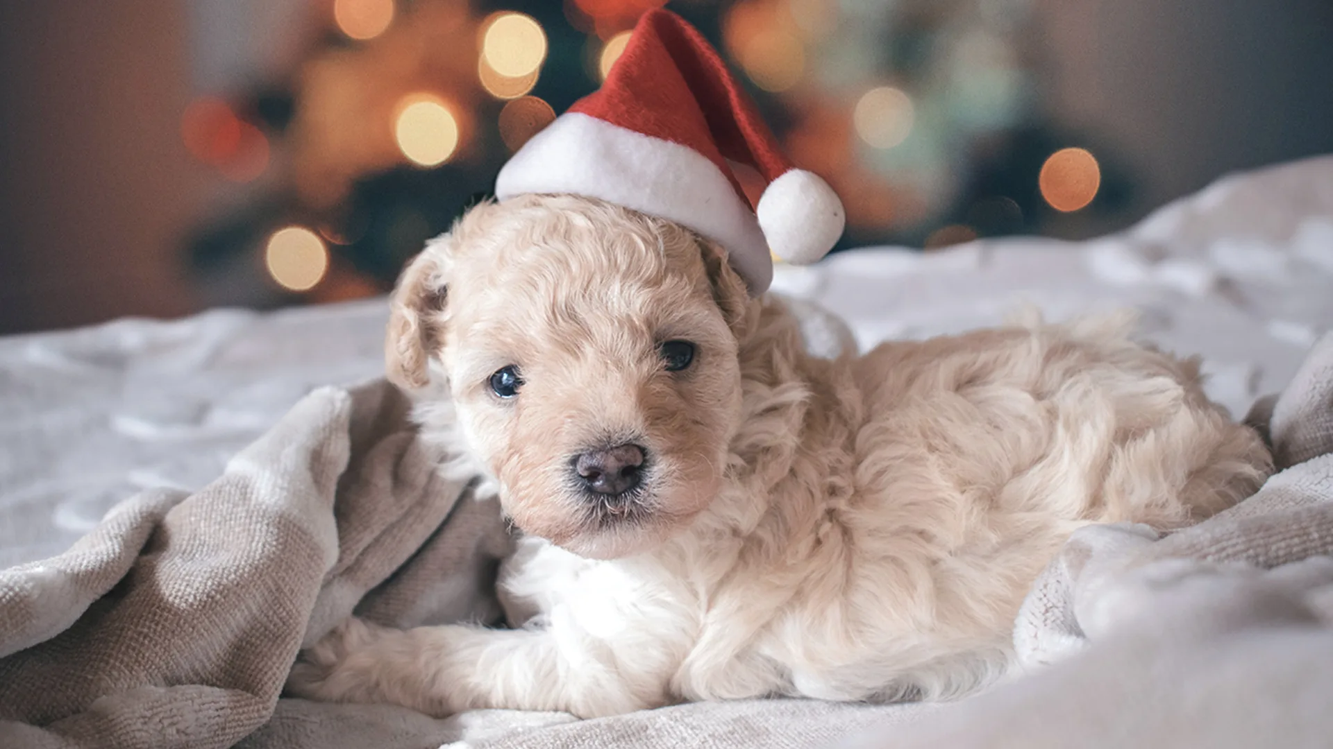 Puppy with Santa hat