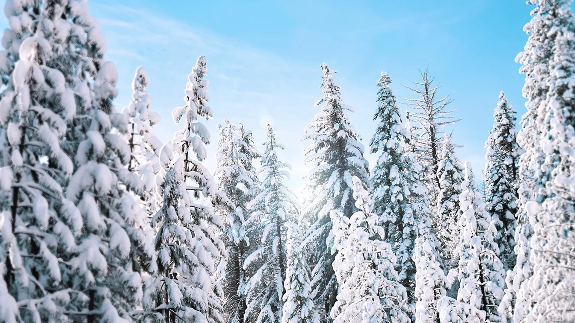 Snowy Christmas trees