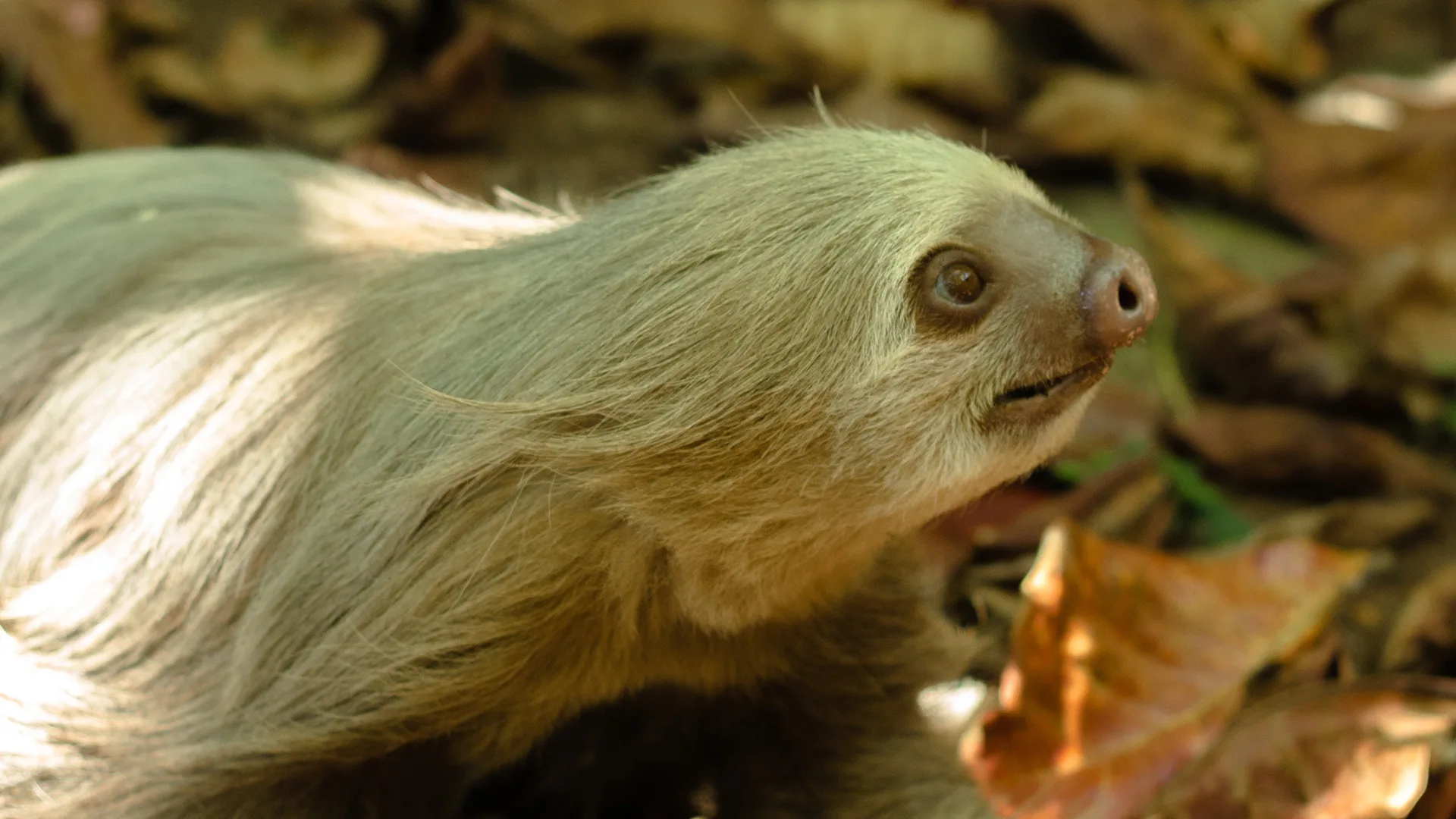 A sloth