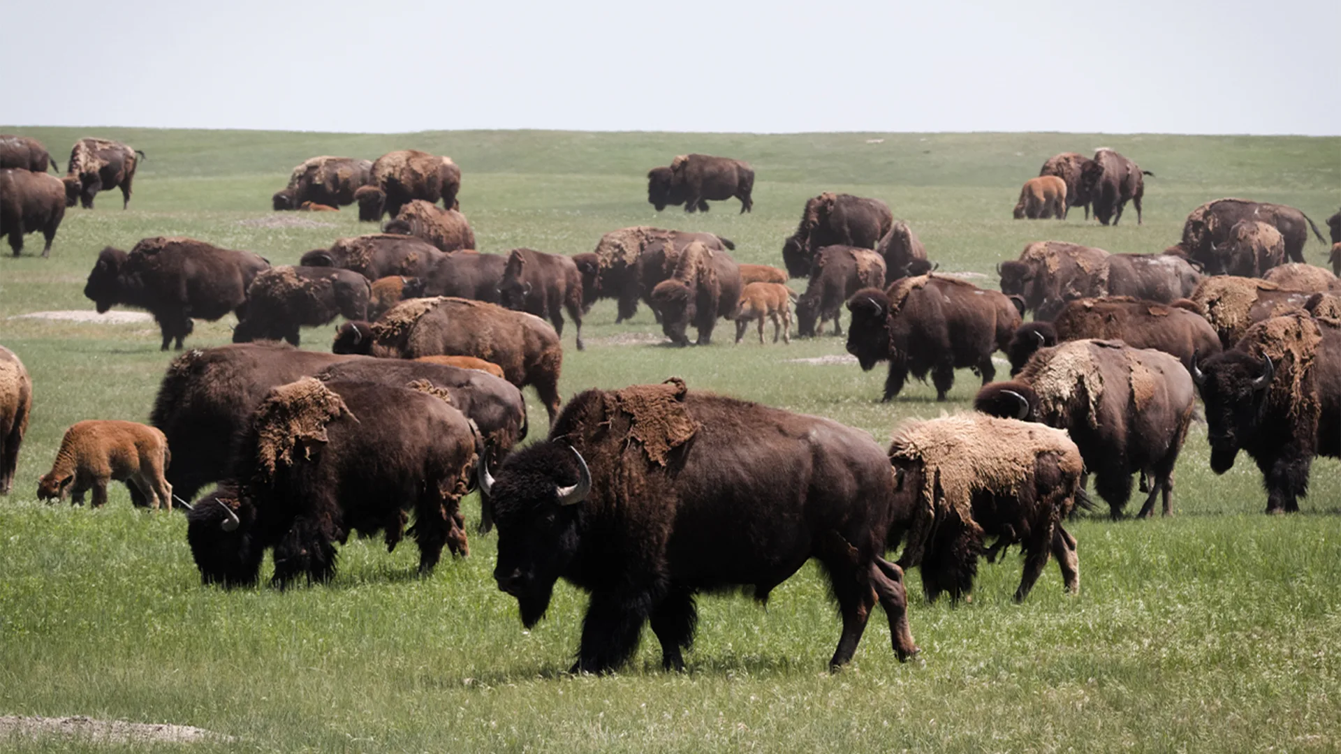 Buffalos in a field