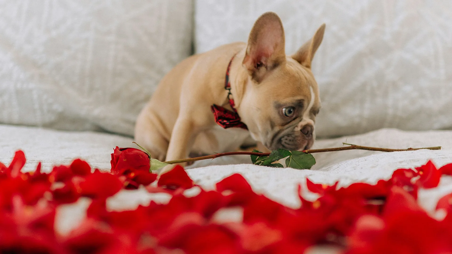 Photograph of a fawn pug sat on a bed of red roses