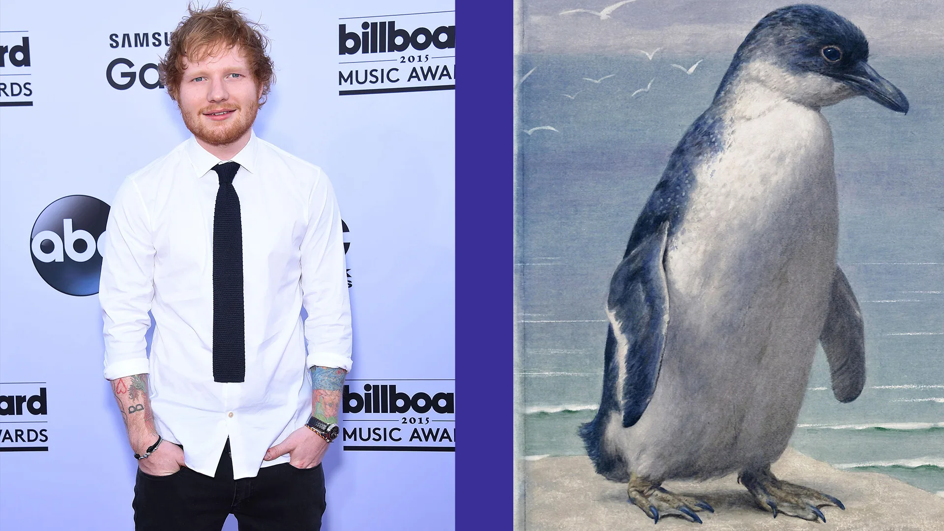 A photograph of Ed Sheeran wearing a white shirt and black tie next to a V&A illustration print of a penguin