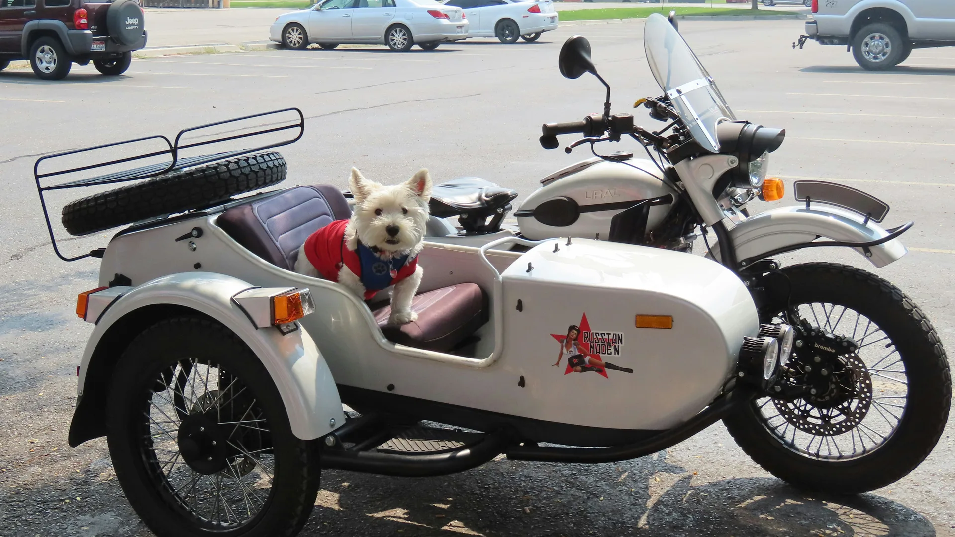 A photograph of a white sidecar with a little white dog sat inside wearing a red jacket set against a backdrop of a road with parked cars.